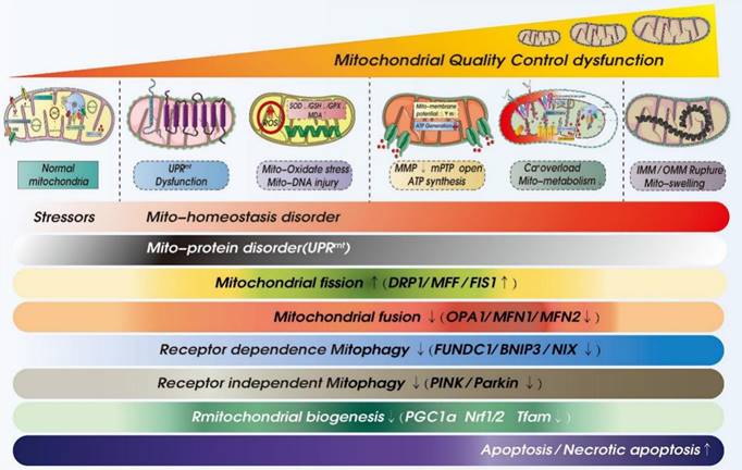 Int J Biol Sci Image