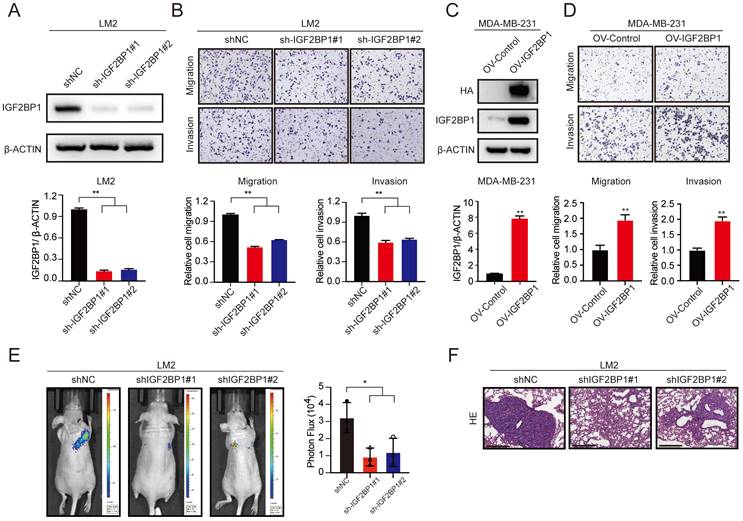 Int J Biol Sci Image