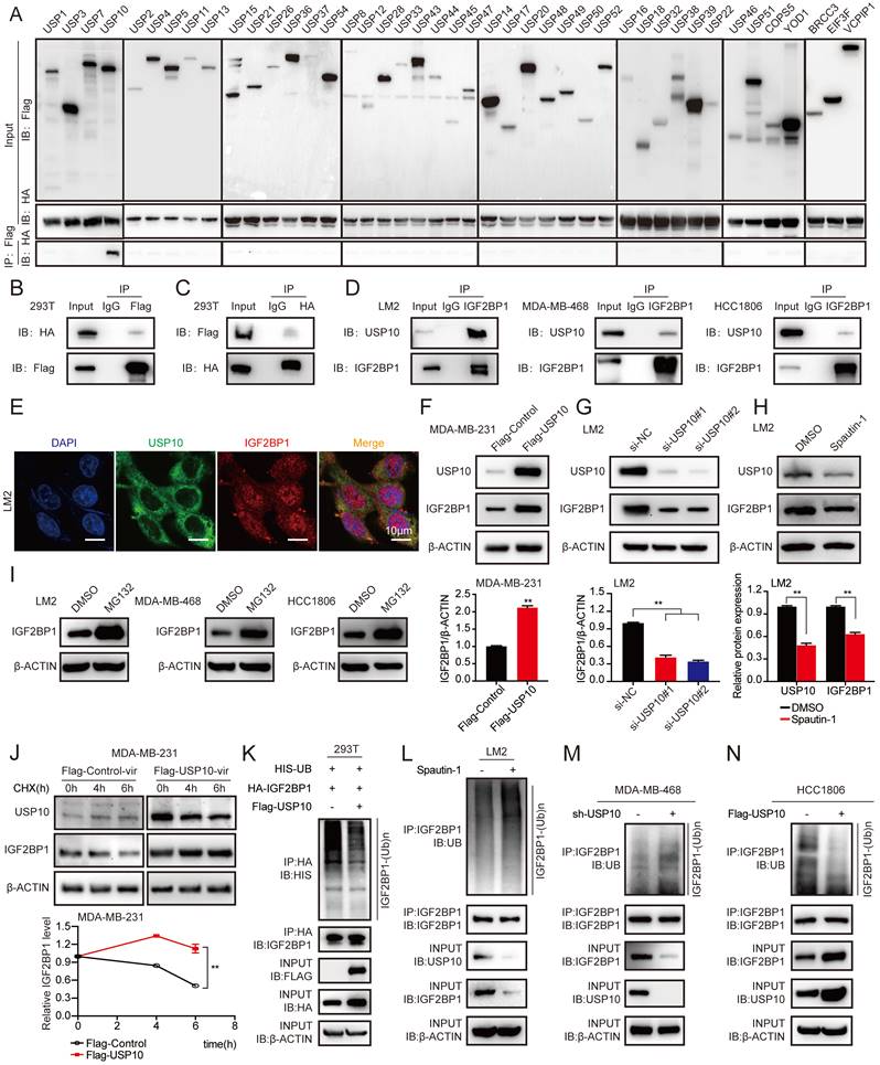 Int J Biol Sci Image