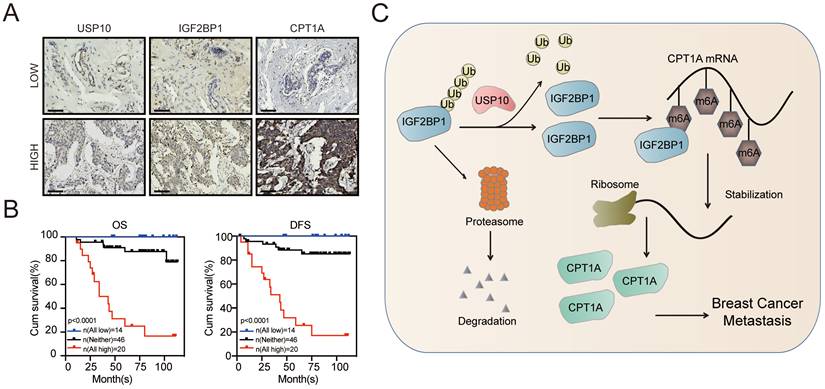 Int J Biol Sci Image