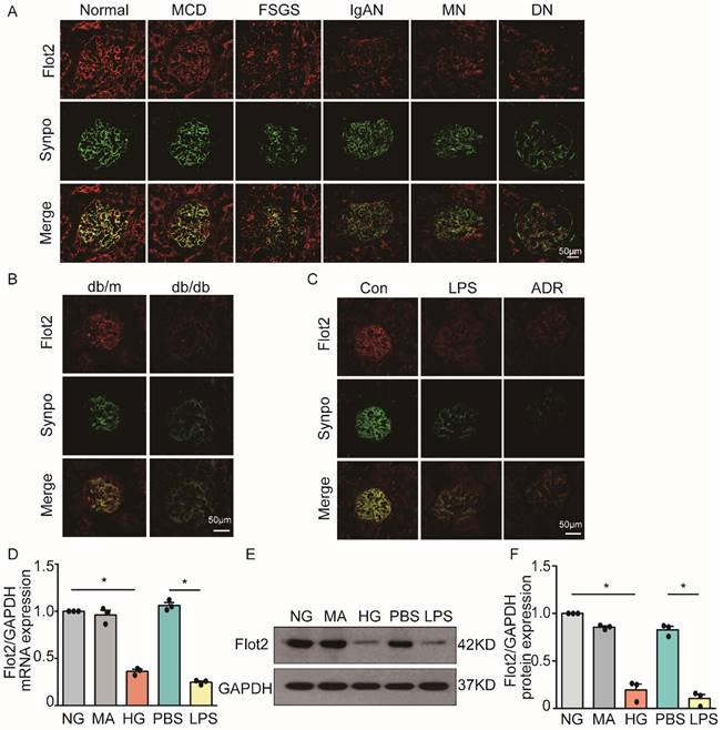 Int J Biol Sci Image