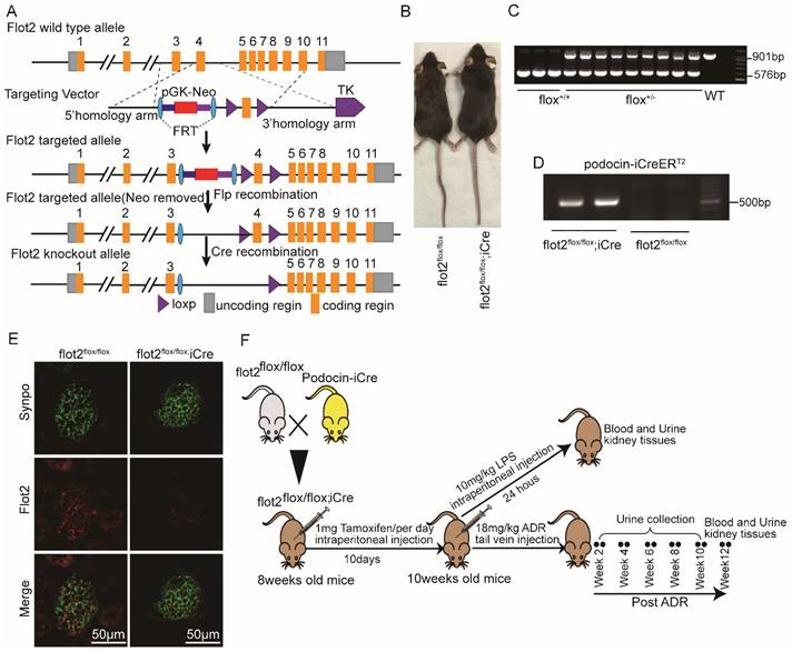 Int J Biol Sci Image