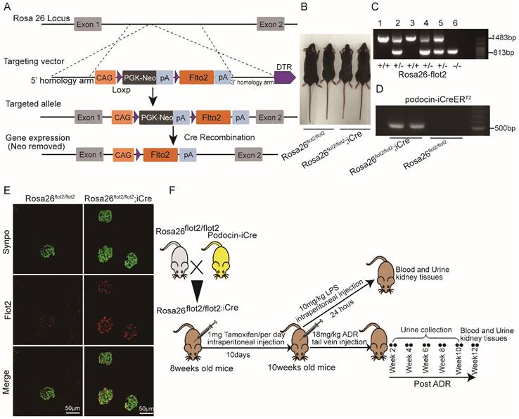 Int J Biol Sci Image