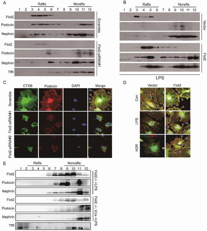 Int J Biol Sci Image