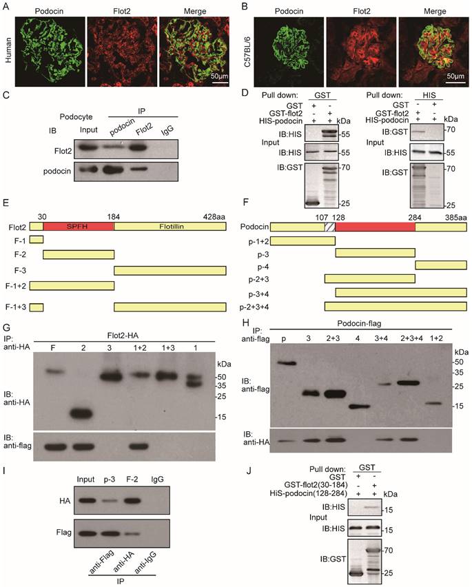 Int J Biol Sci Image