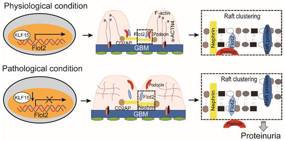 Int J Biol Sci Image