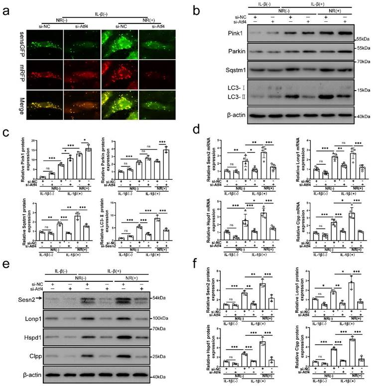 Int J Biol Sci Image