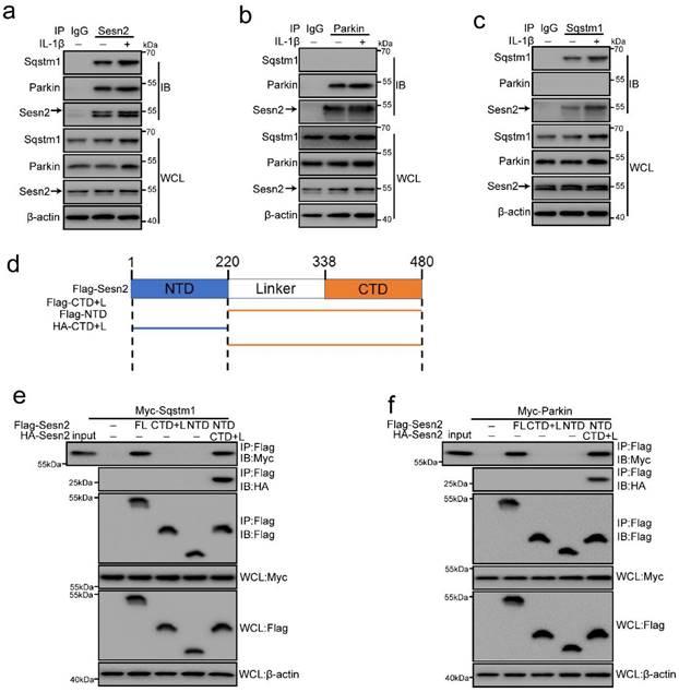 Int J Biol Sci Image