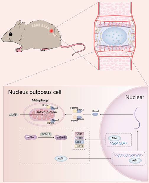 Int J Biol Sci Image