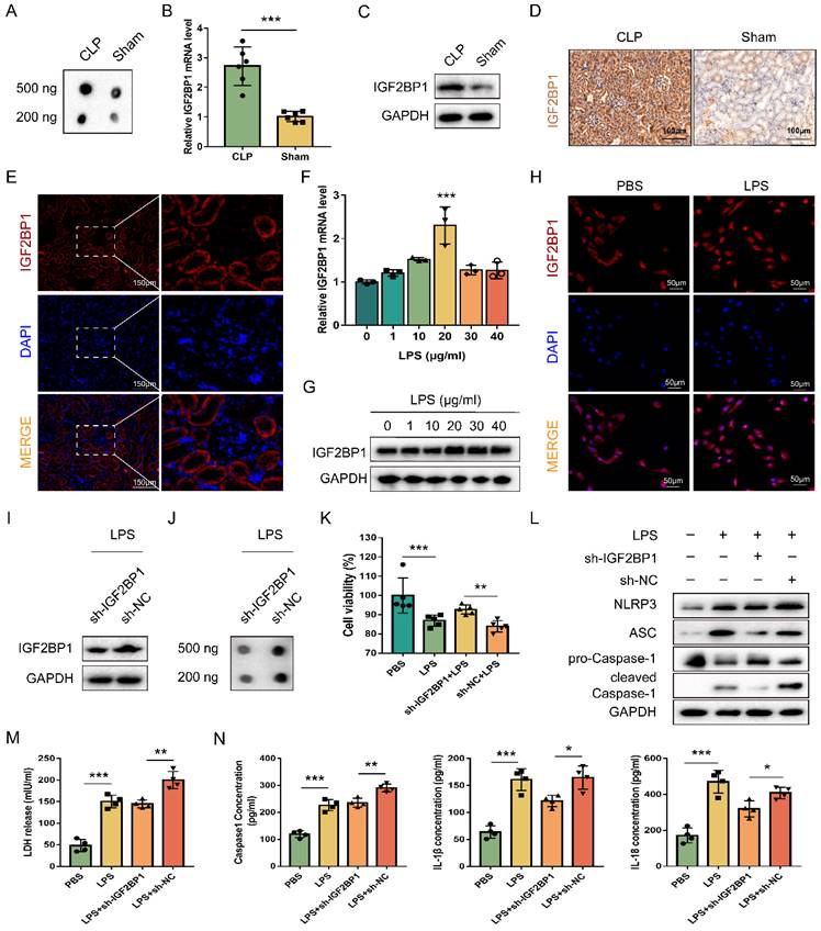 Int J Biol Sci Image