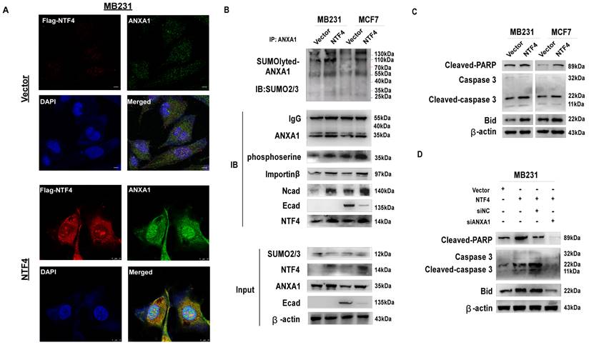 Int J Biol Sci Image