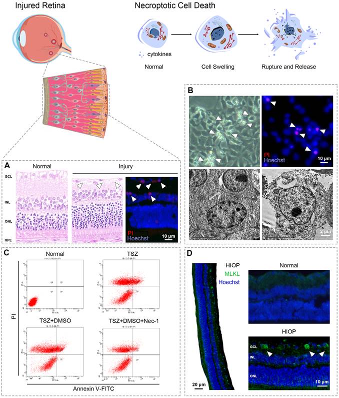 Int J Biol Sci Image