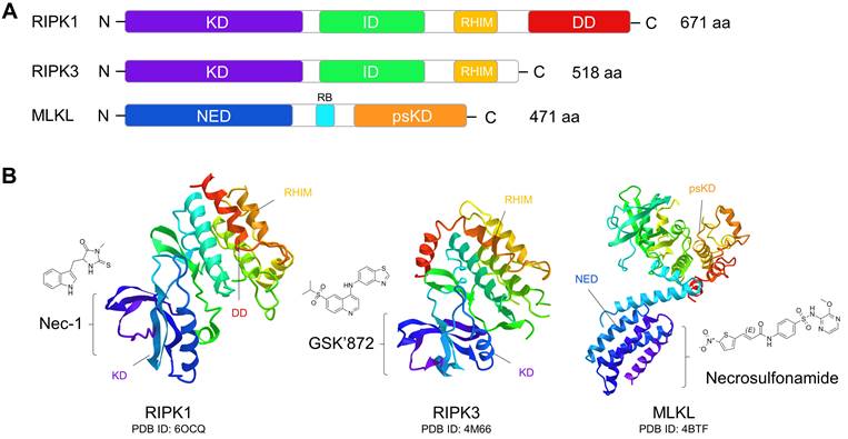 Int J Biol Sci Image