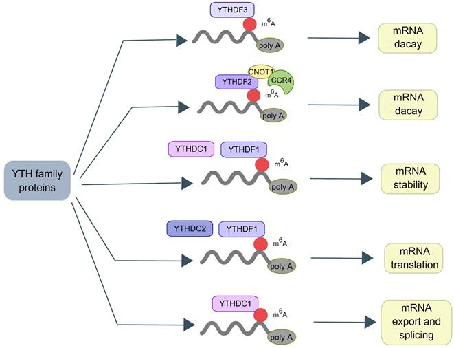 Int J Biol Sci Image