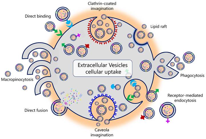 Int J Biol Sci Image