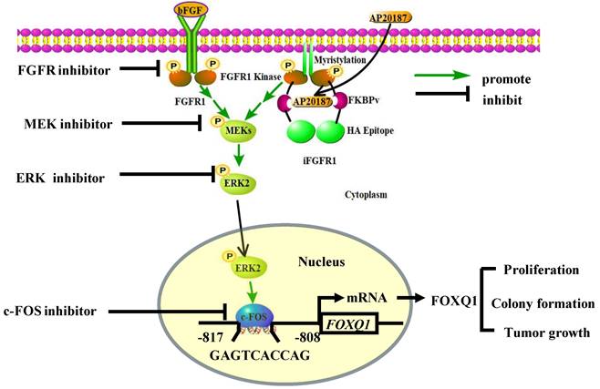 Int J Biol Sci Image