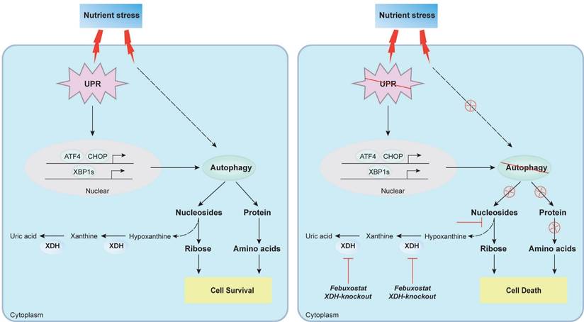 Int J Biol Sci Image