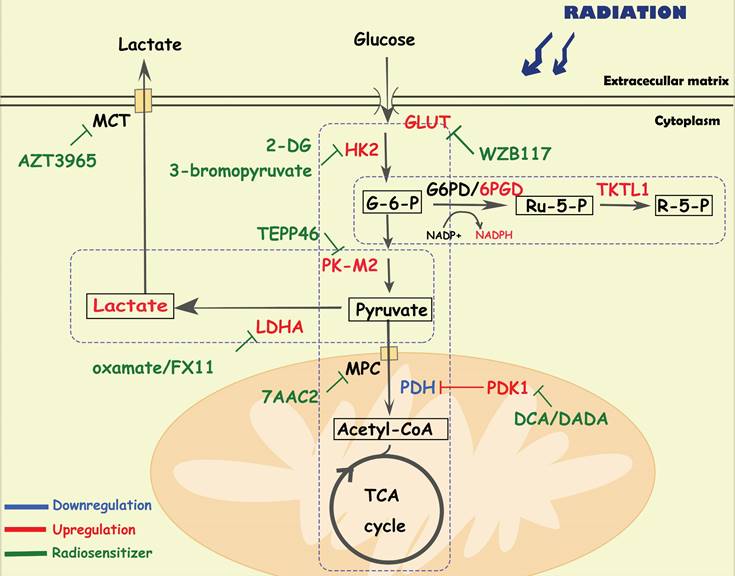 Int J Biol Sci Image