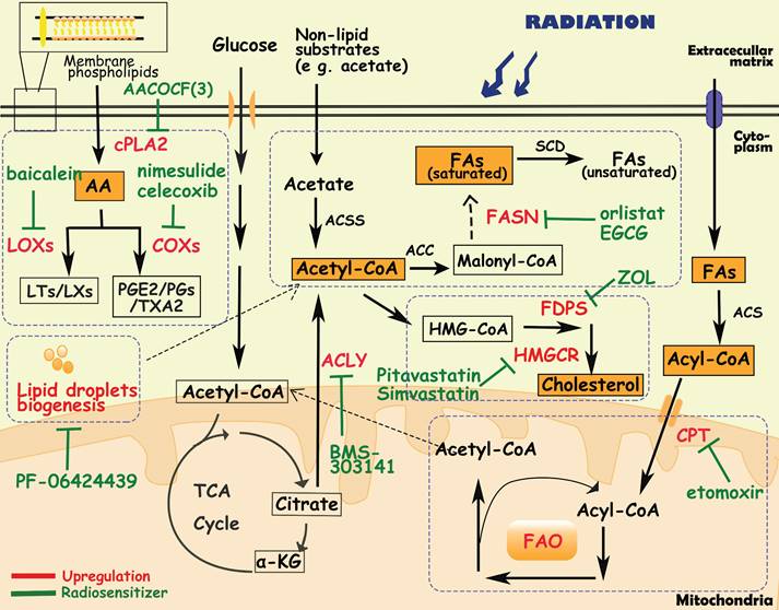 Int J Biol Sci Image