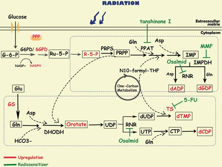 Int J Biol Sci Image