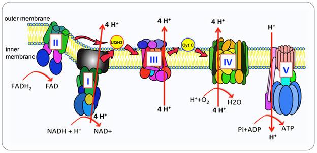 Int J Biol Sci Image