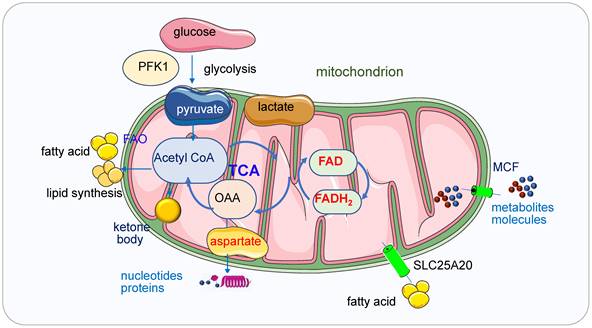 Int J Biol Sci Image