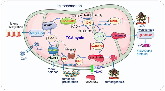 Int J Biol Sci Image