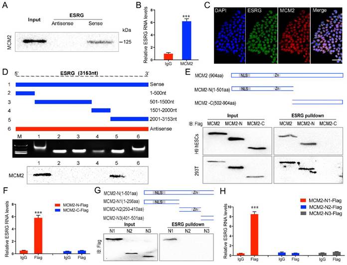 Int J Biol Sci Image