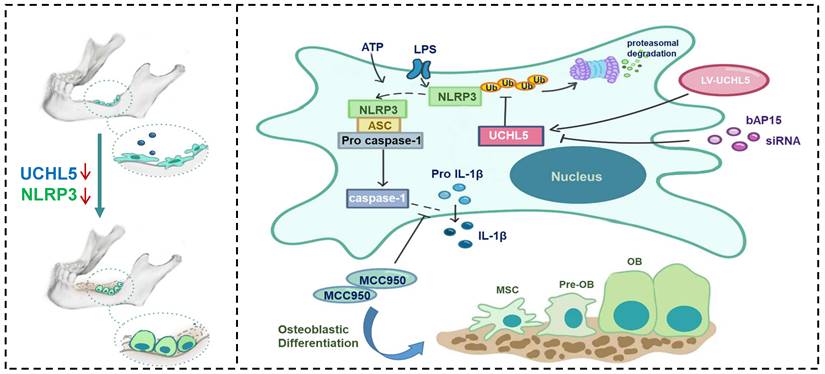 Int J Biol Sci Image