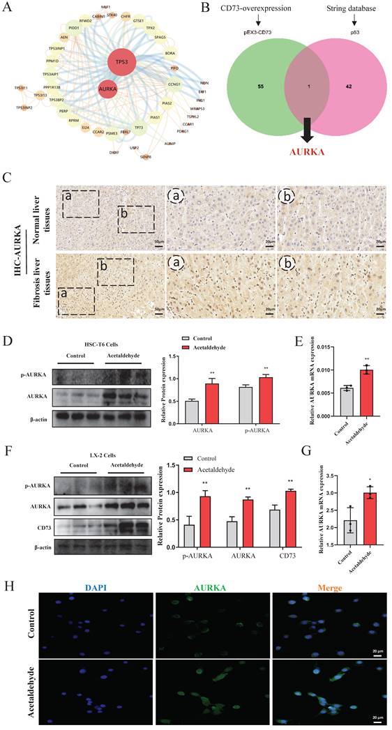 Int J Biol Sci Image