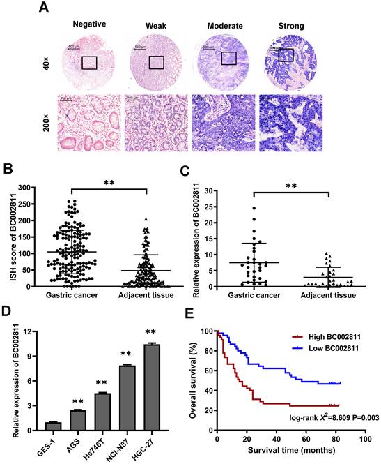 Int J Biol Sci Image