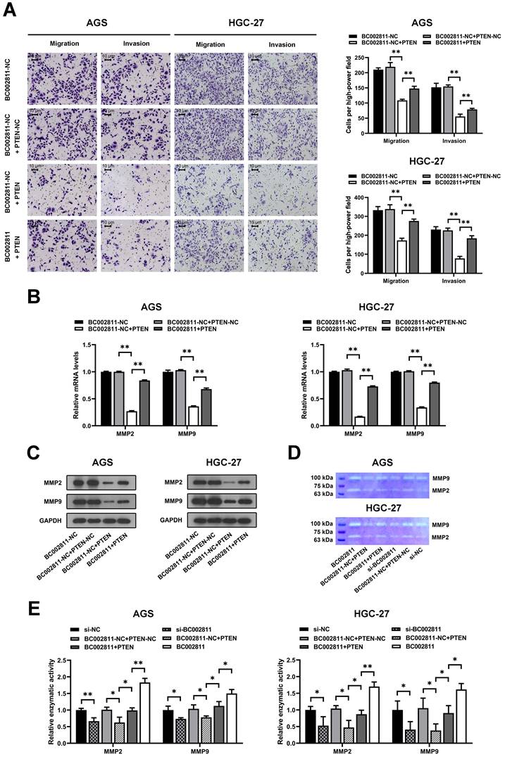 Int J Biol Sci Image