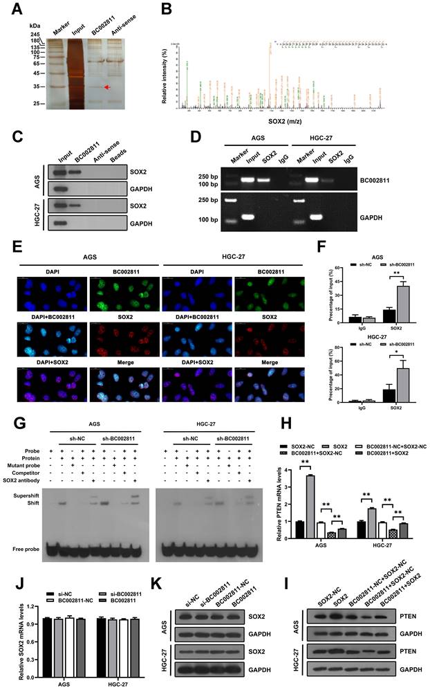 Int J Biol Sci Image