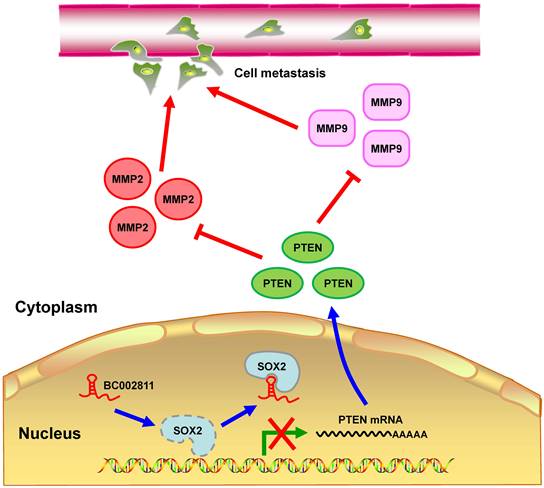 Int J Biol Sci Image