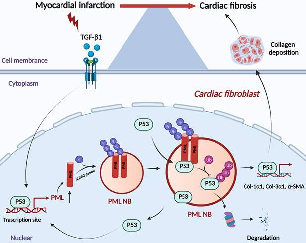 Int J Biol Sci Image