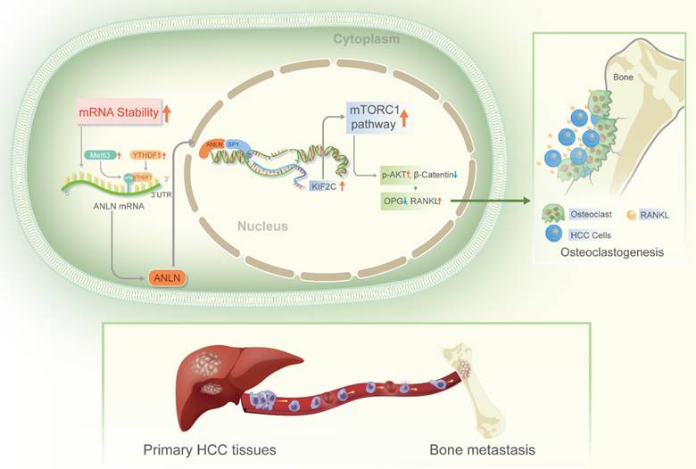 Int J Biol Sci Image