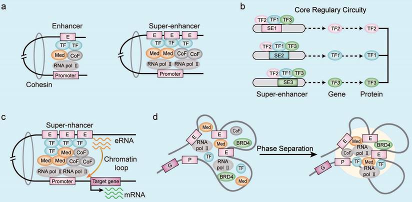 Int J Biol Sci Image