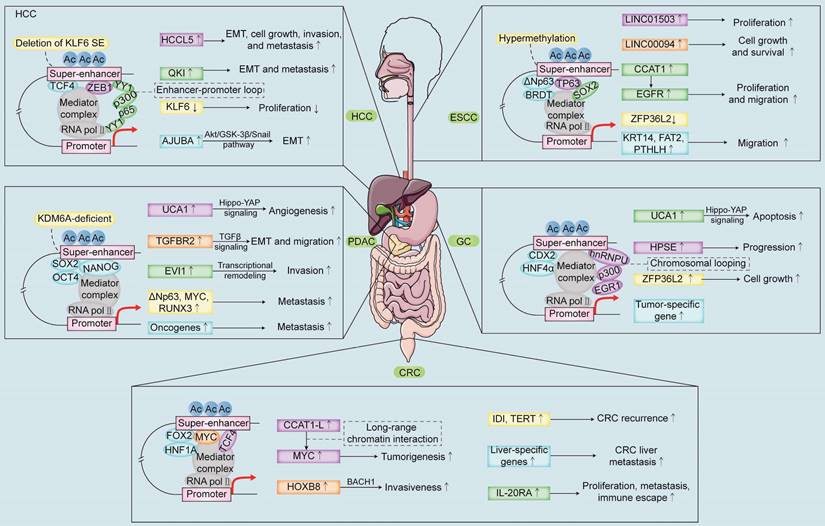 Int J Biol Sci Image