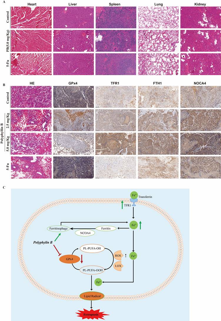 Int J Biol Sci Image