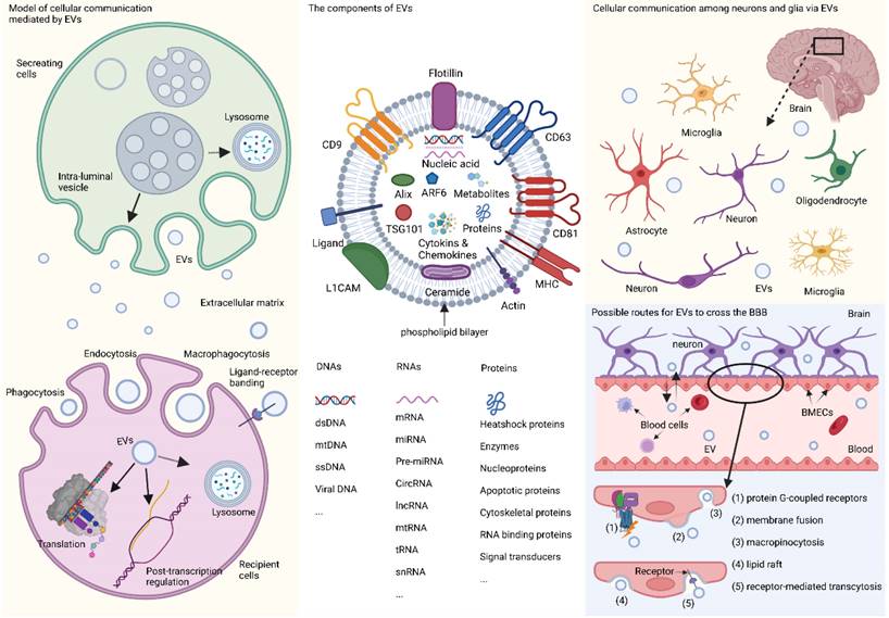 Int J Biol Sci Image