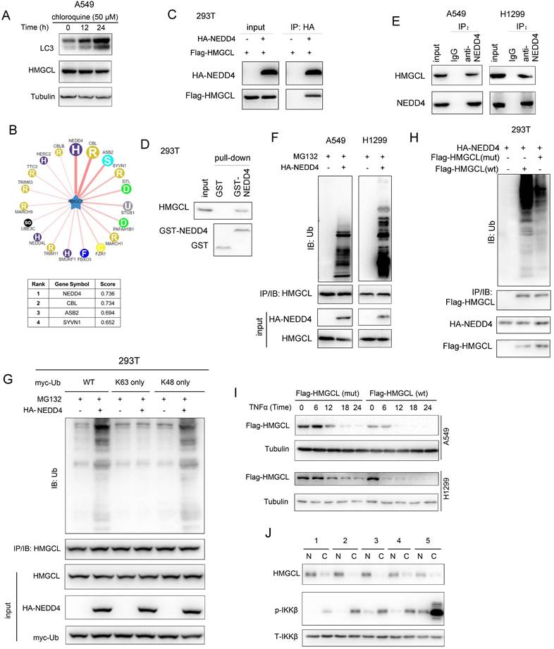 Int J Biol Sci Image