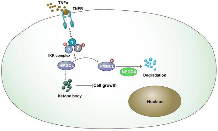 Int J Biol Sci Image