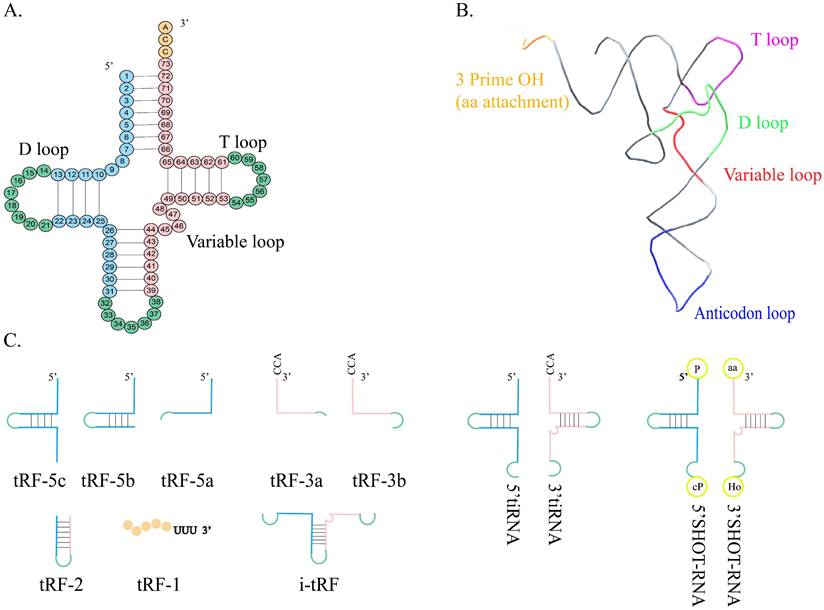 Int J Biol Sci Image