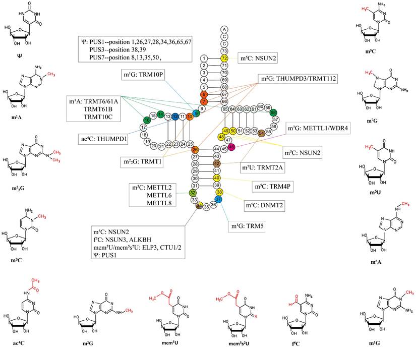 Int J Biol Sci Image