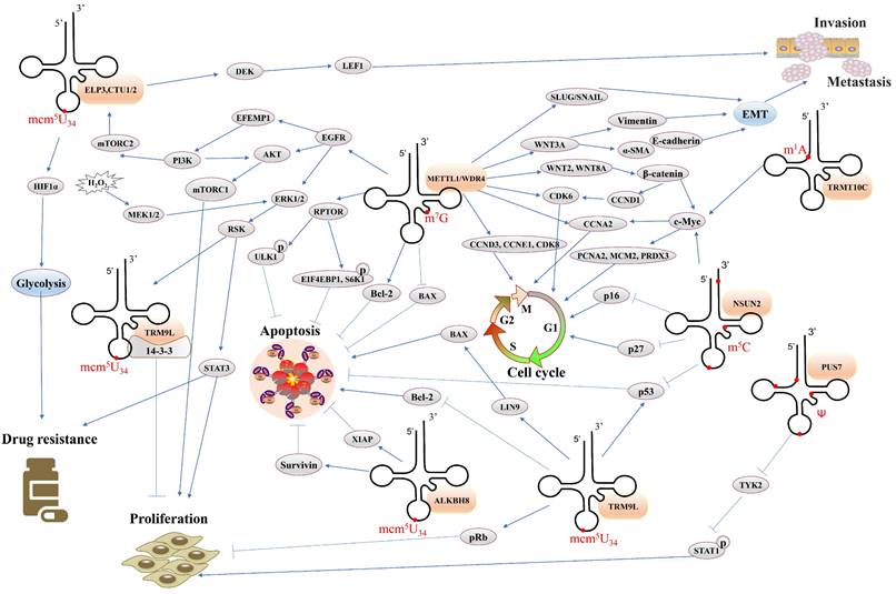 Int J Biol Sci Image