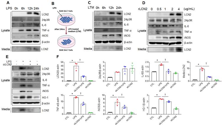 Int J Biol Sci Image