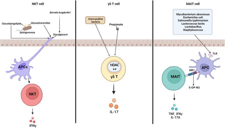 Int J Biol Sci Image