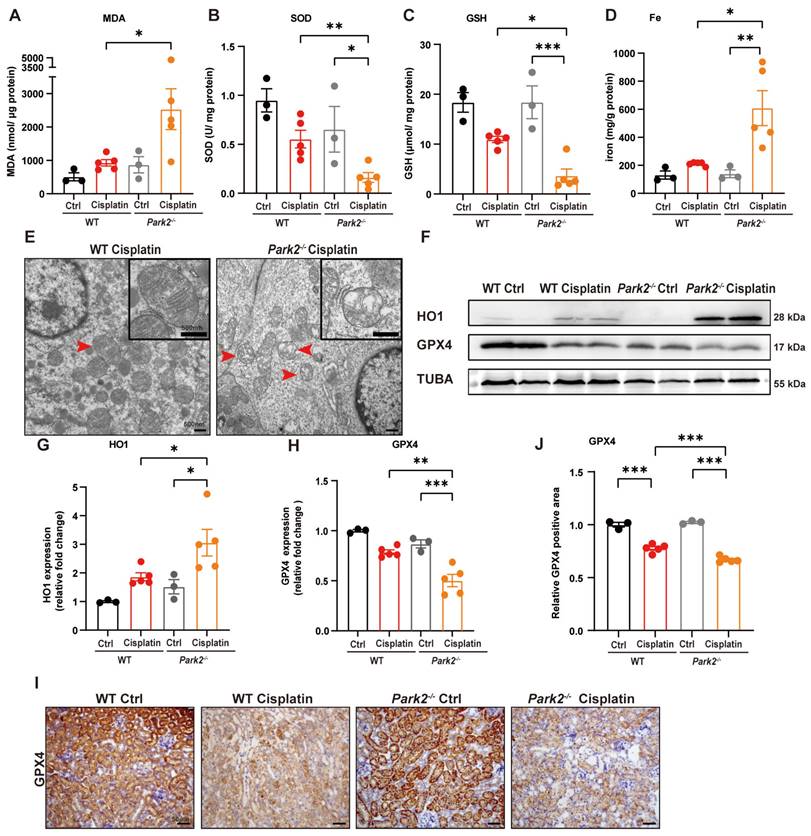 Int J Biol Sci Image