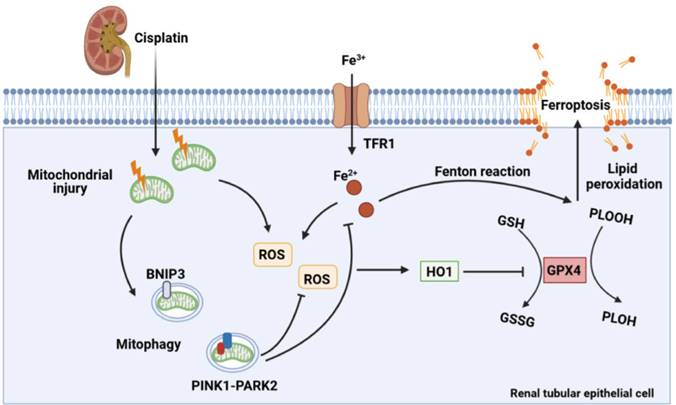 Int J Biol Sci Image