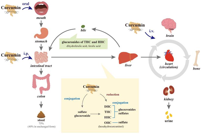 Int J Biol Sci Image